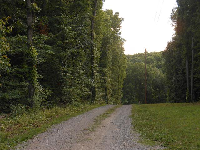 7876 Oscar Green Road Primm Springs, TN 38476 - Photo 6 of 20 View as you start to head down the driveway. Surrounded by trees and wildlife. Lots of deer
