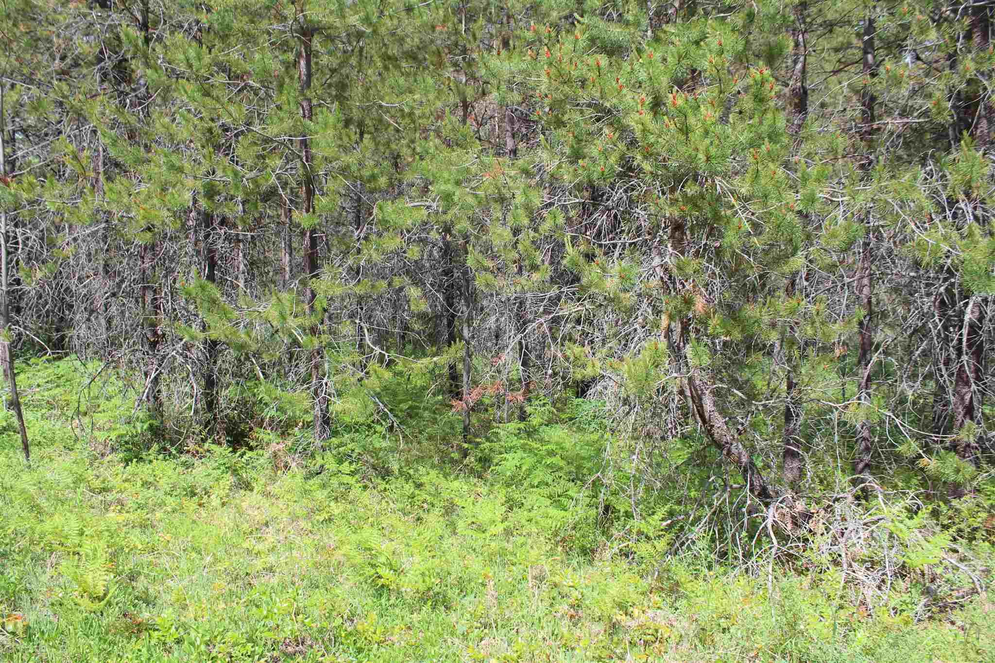 Nka Northstar Road Cusick, WA 99119 - Photo 23 of 24