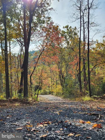 a view of a tree in the middle of a yard