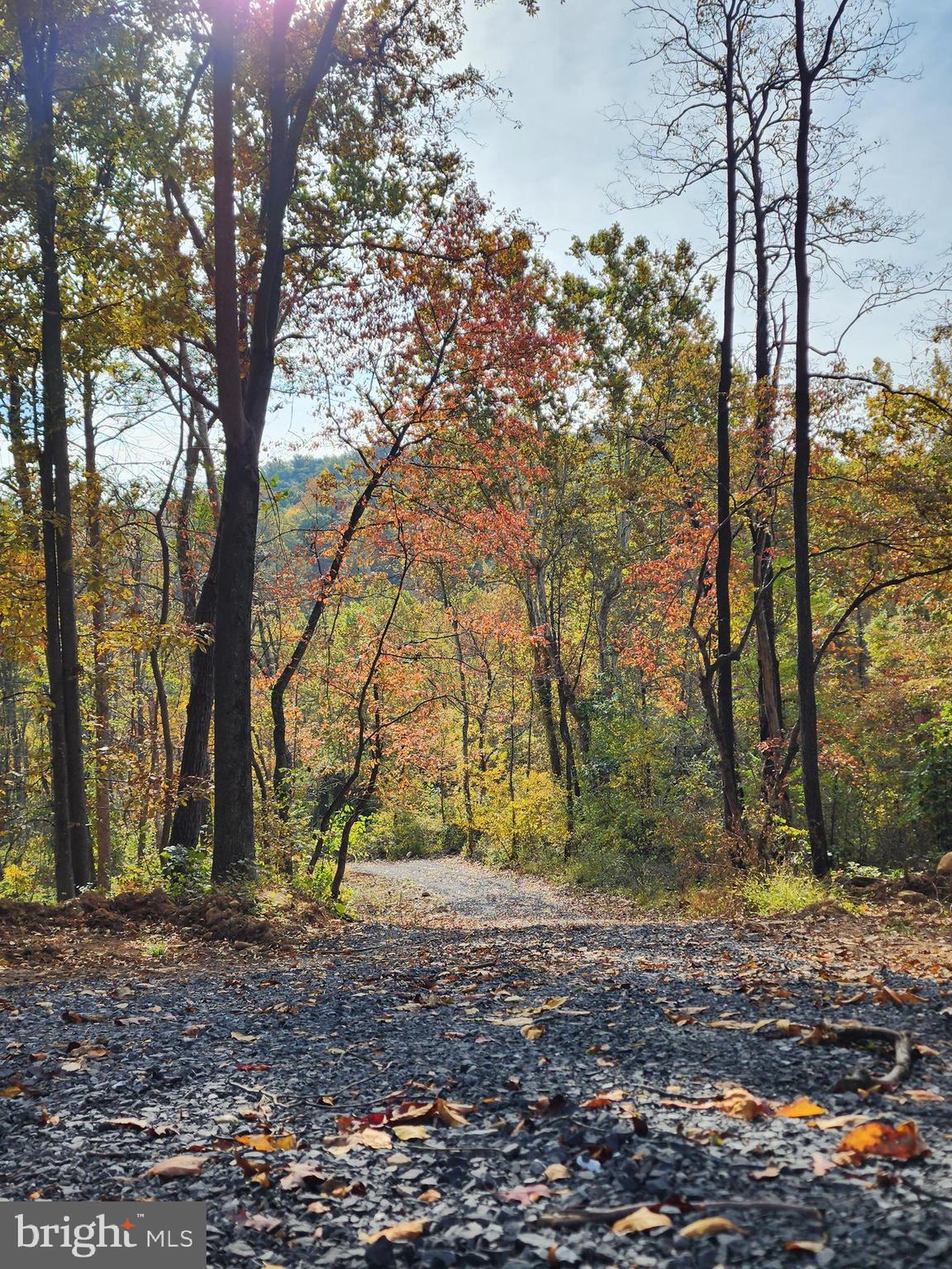 0 Gooney Manor Loop Bentonville, VA 22610 - Photo 16 of 17 a view of a tree in the middle of a yard