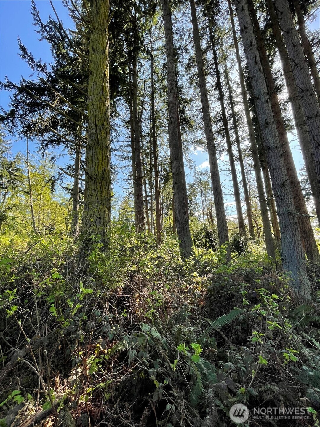 99 B Port Everett, WA 98201 - Photo 20 of 22 a backyard of a building with lots of trees
