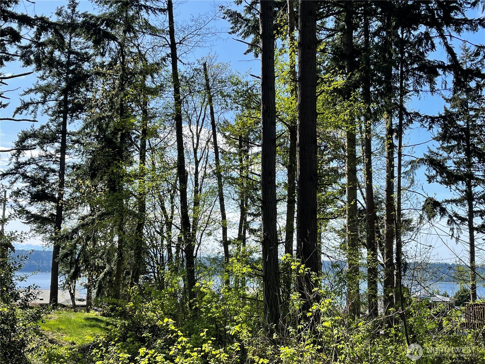 99 B Port Everett, WA 98201 - Photo 2 of 22 a view of forest