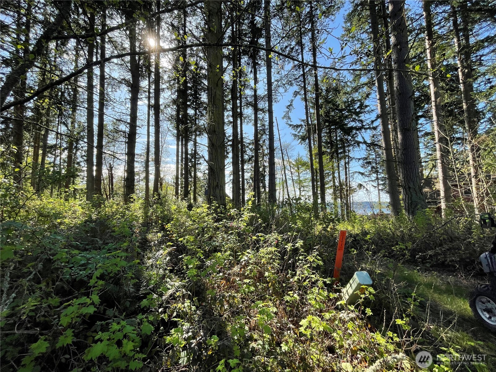 99 B Port Everett, WA 98201 - Photo 5 of 22 a backyard of a building with lots of plants and trees
