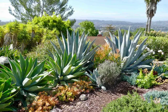 a plant with lots of trees