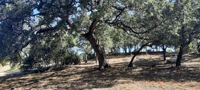 a view of a yard with a tree