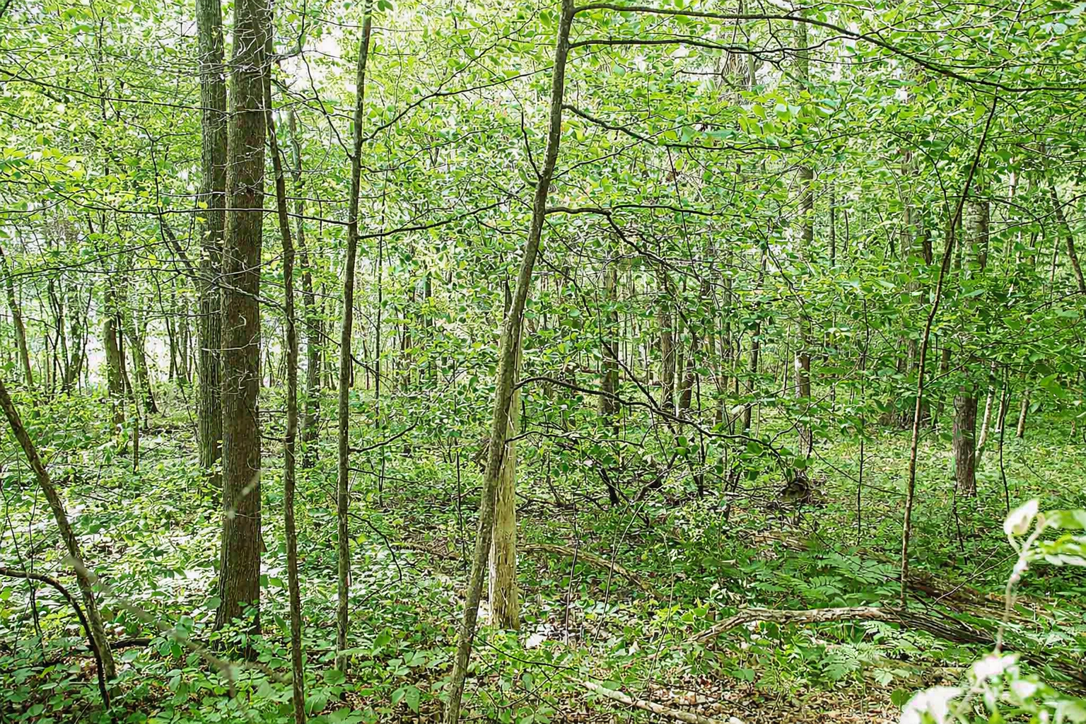 Tbd Rognaldson Road Brainerd, MN 56401 - Photo 14 of 17