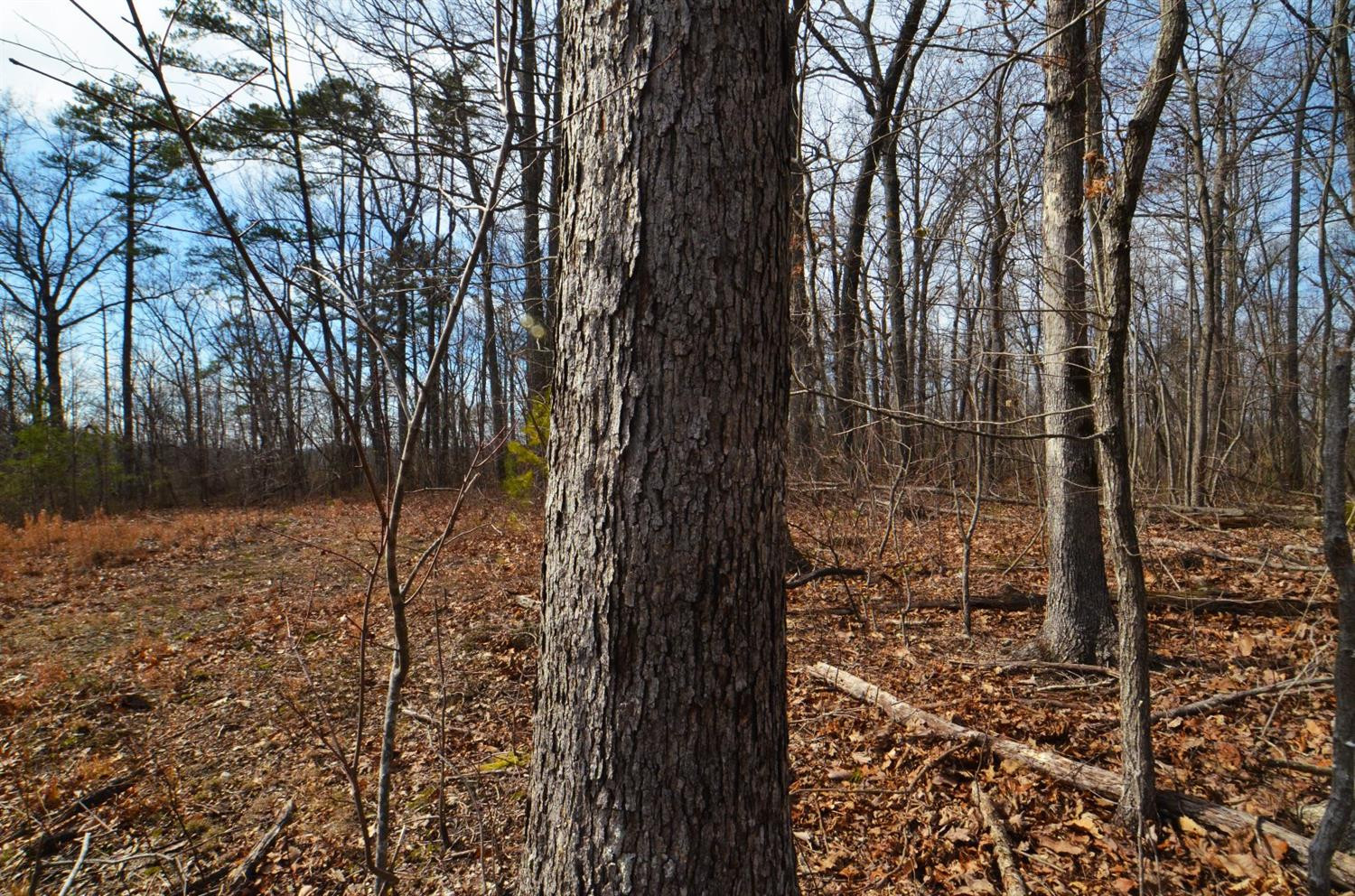3680 Copper Creek Road Berea, KY 40403 - Photo 10 of 22 Great stand of young White Oaks coming o