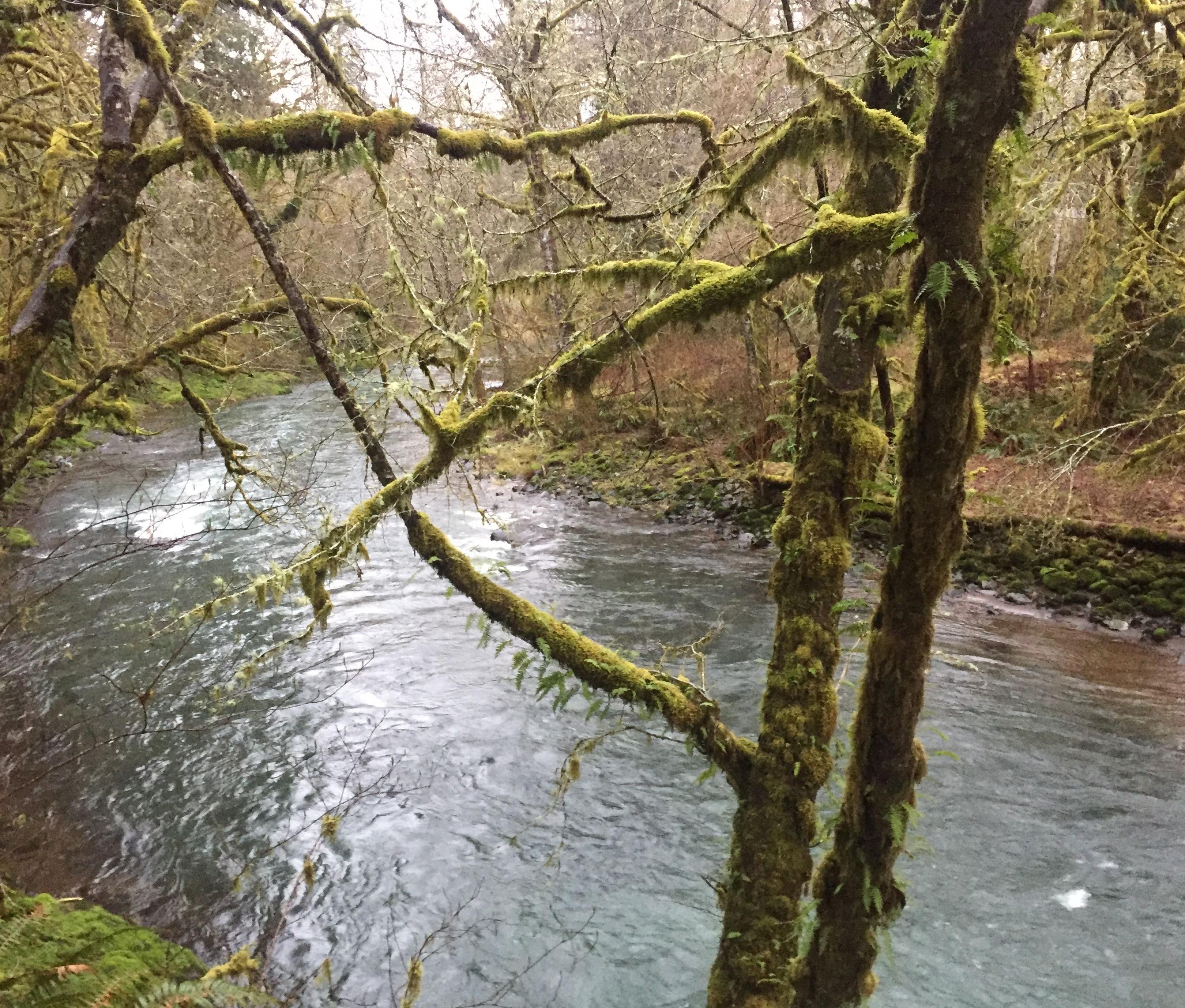 27517 Trask River Road Tillamook, OR 97141 - Photo 9 of 28 View Looking South West