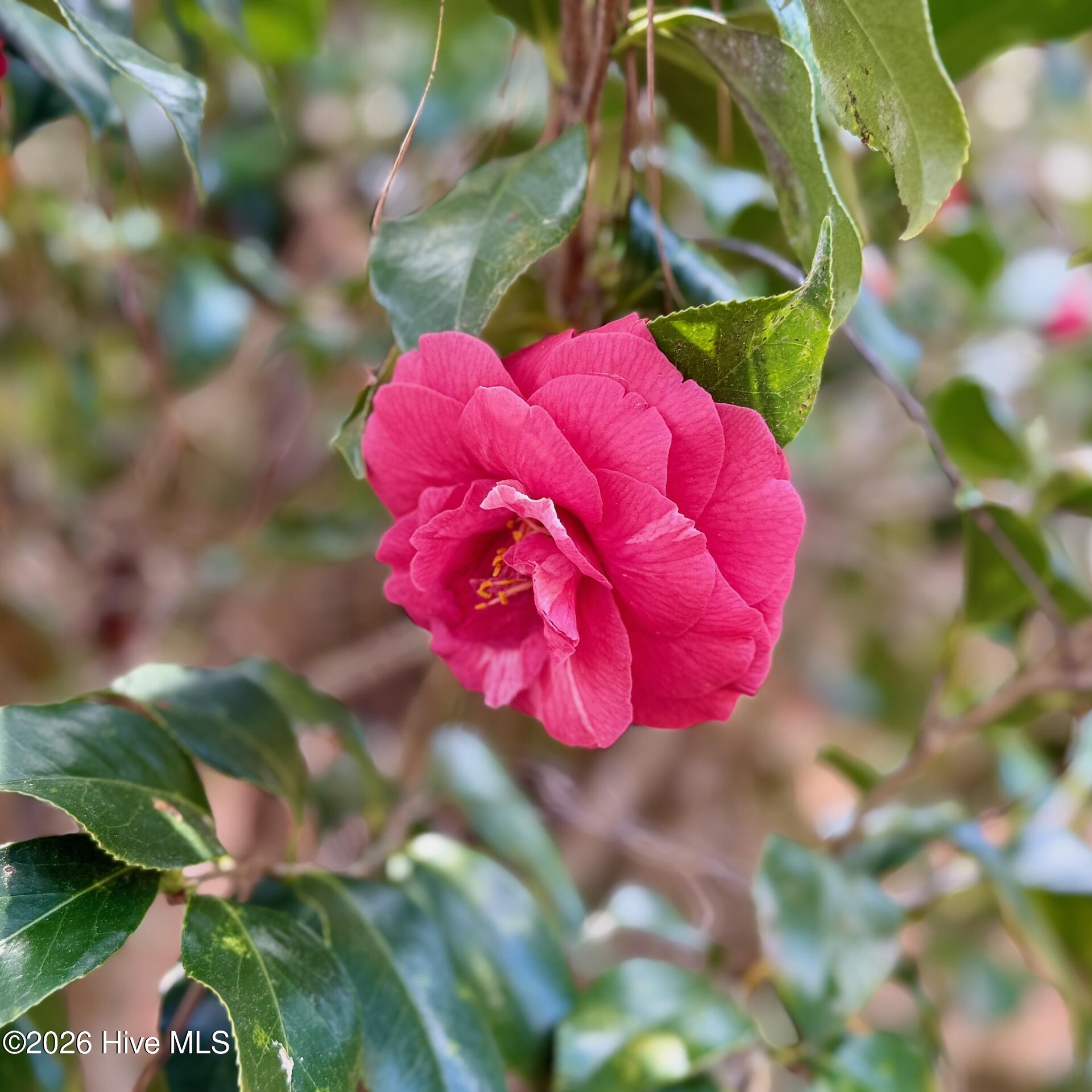 0 Black Mingle Road Gates, NC 27937 - Photo 15 of 25 17