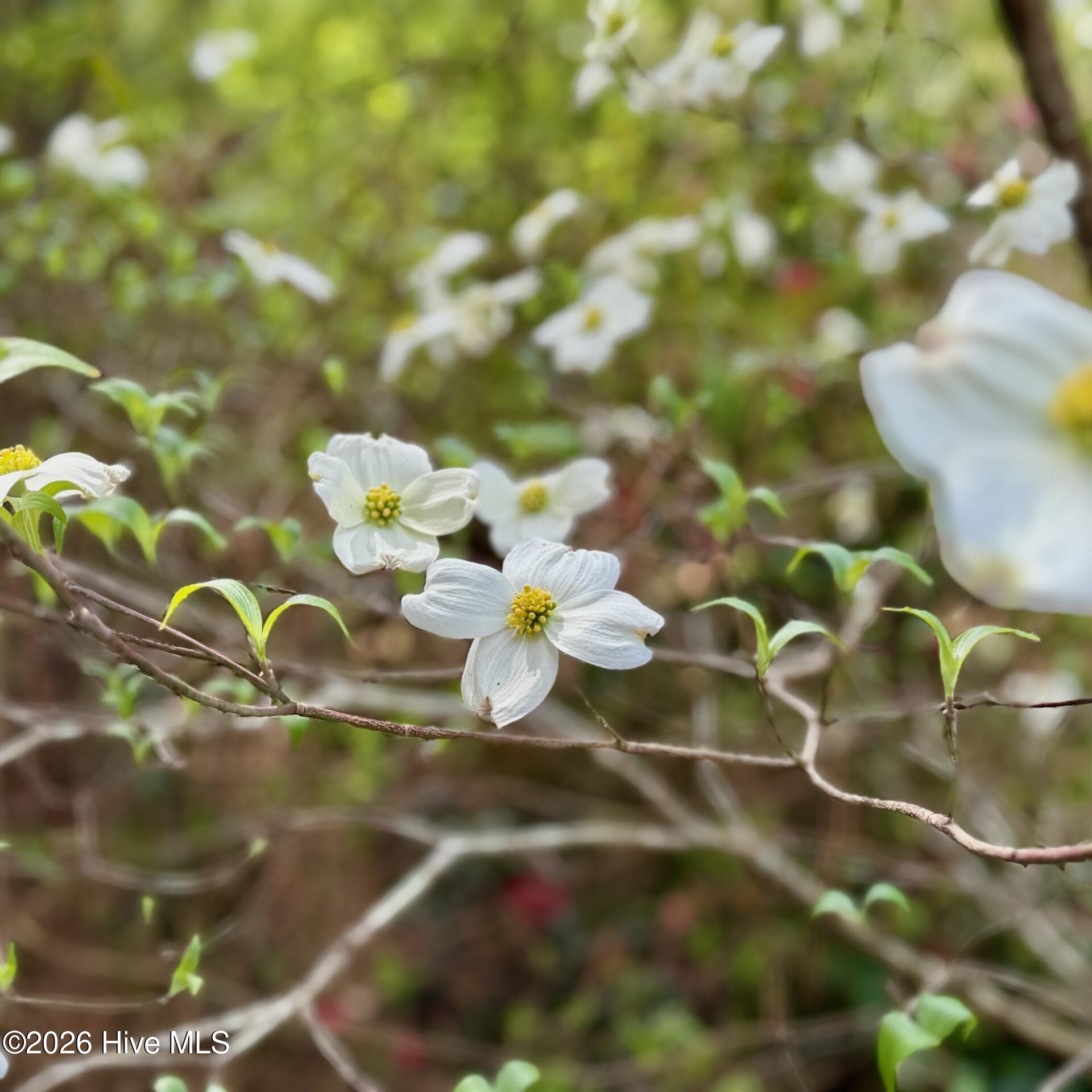 0 Black Mingle Road Gates, NC 27937 - Photo 8 of 25 10