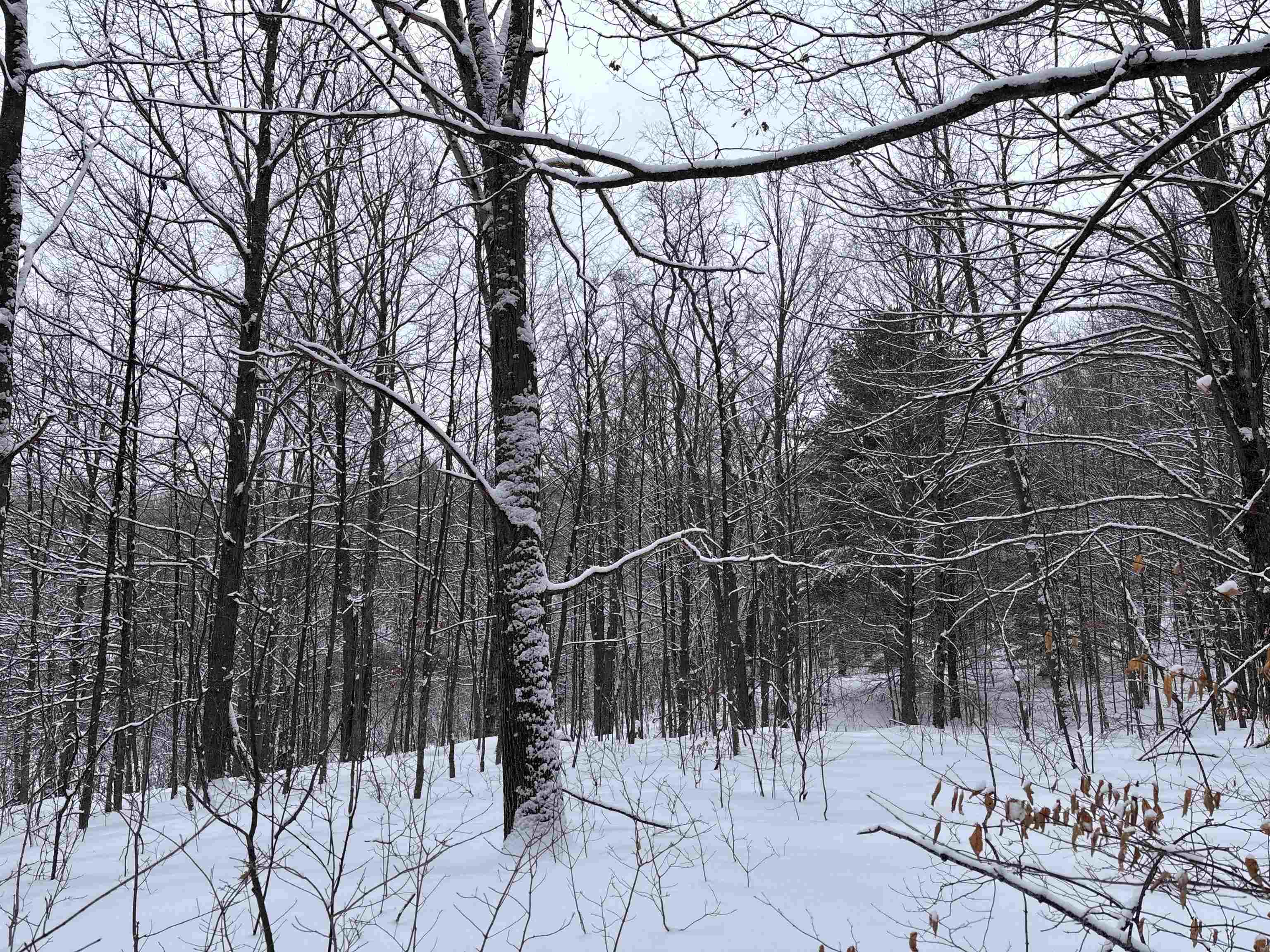 10 Lake Louise Road Interlochen, MI 49643 - Photo 3 of 11