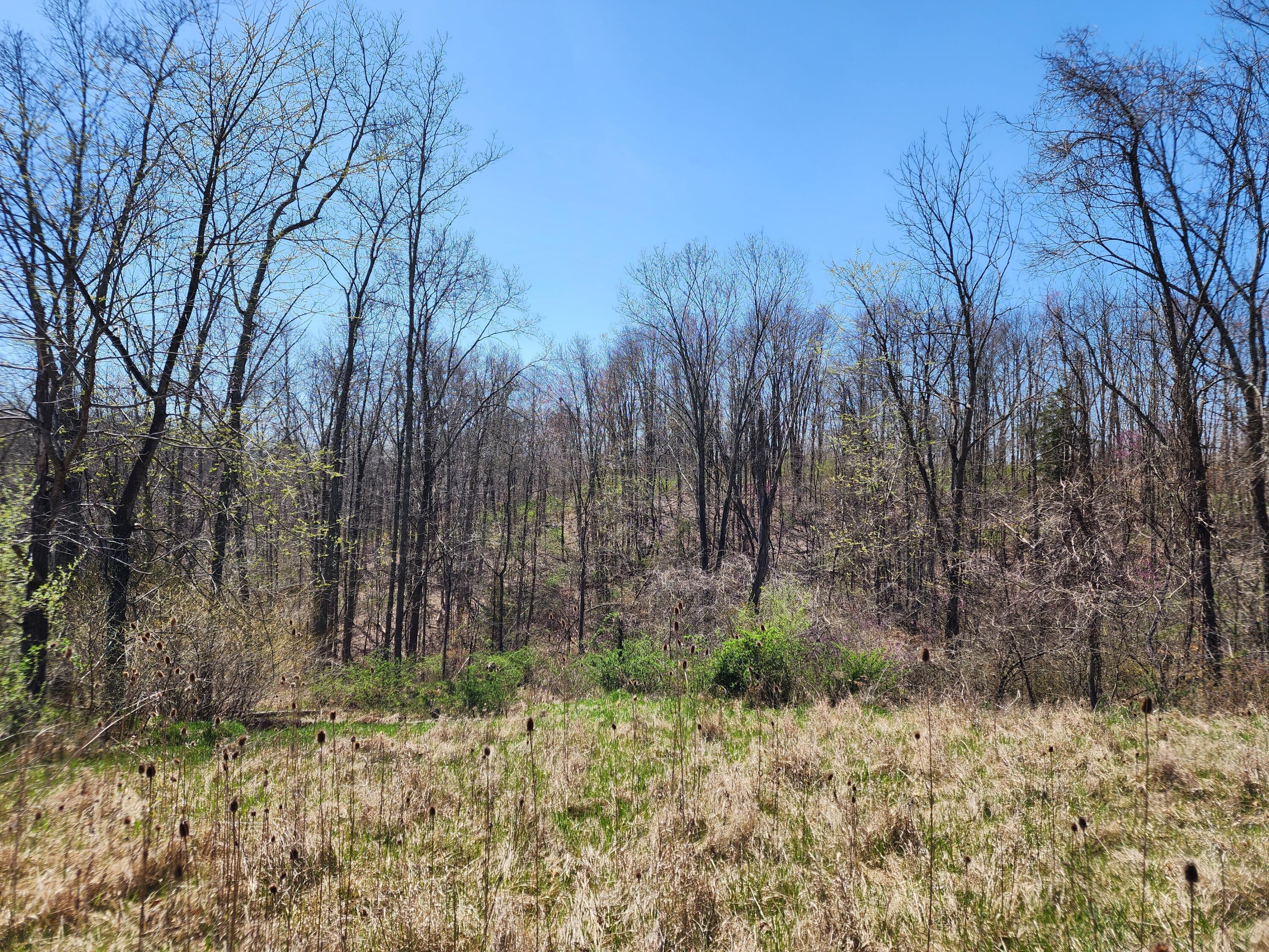 0 Halleys Ridge Road Caldwell, OH 43724 - Photo 16 of 69 20230411_131853