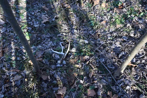 $520,000 | 0 South Harts Gravel Road, Birdseye, IN 47513