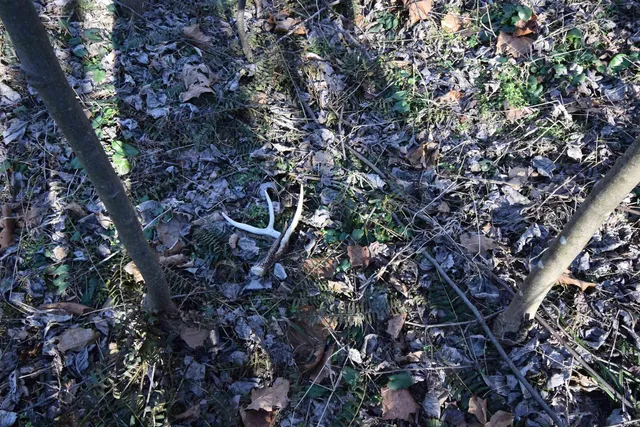 $520,000 | 0 South Harts Gravel Road, Birdseye, IN 47513