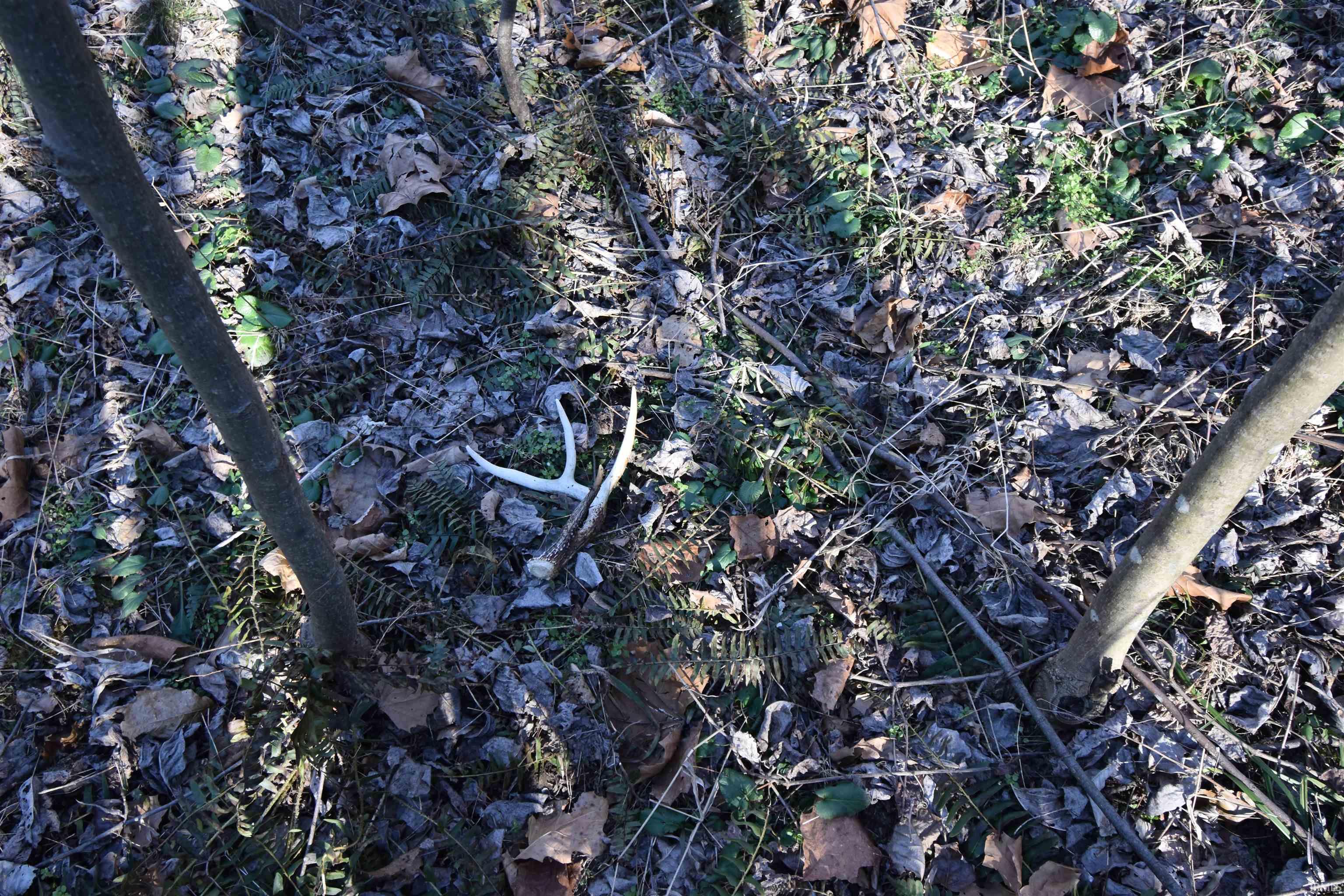 0 South Harts Gravel Road Birdseye, IN 47513 - Photo 3 of 36