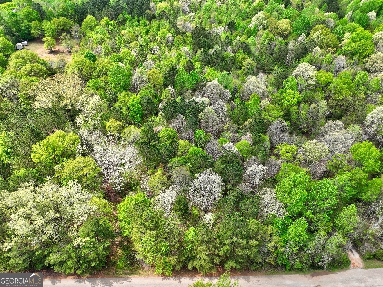Lot 18 Shady Farms Road Monticello, GA 31064 - Photo 13 of 17 a view of a lush green forest