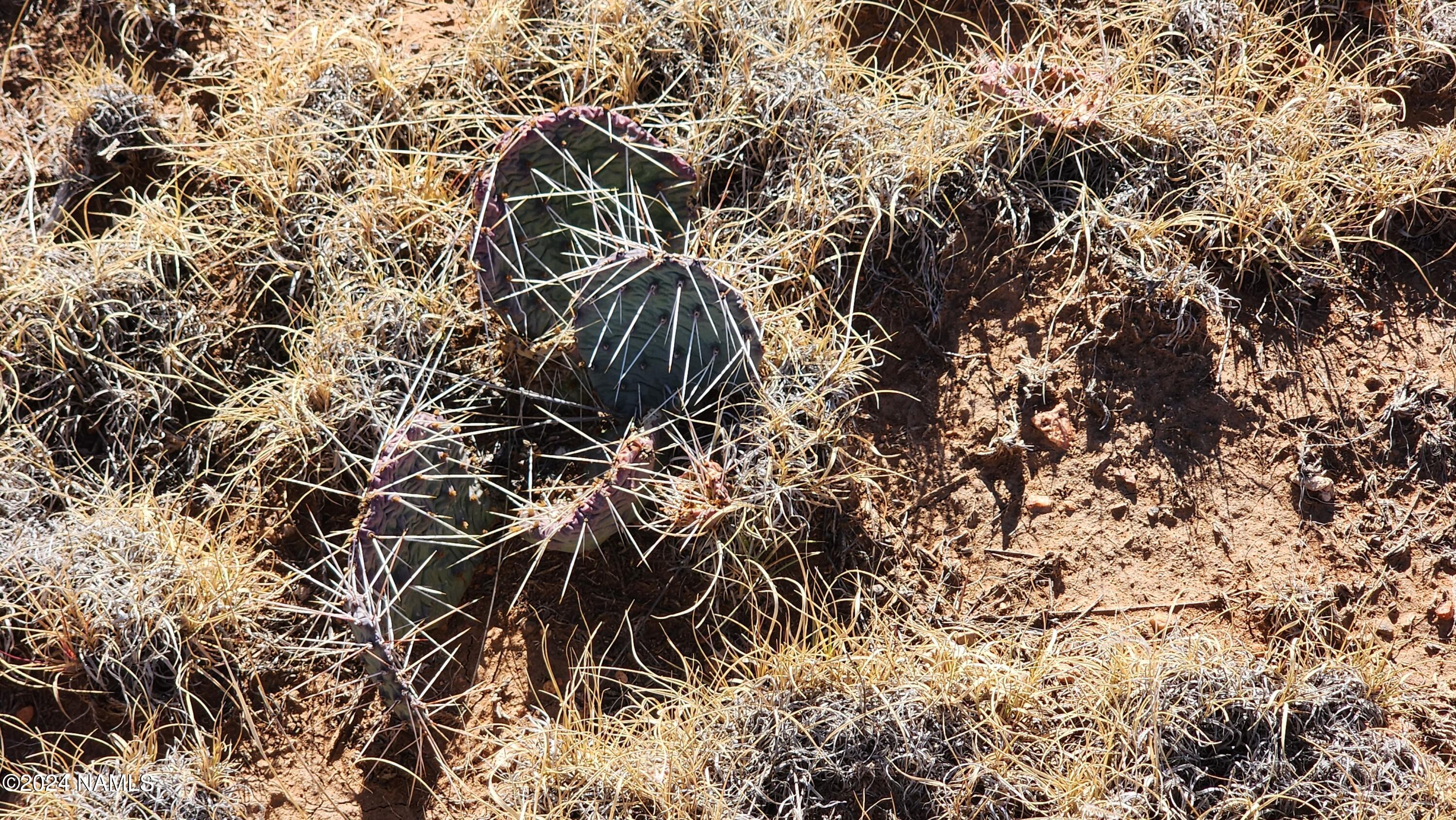 3433 Red Butte Road Williams, AZ 86046 - Photo 16 of 22 1000022475