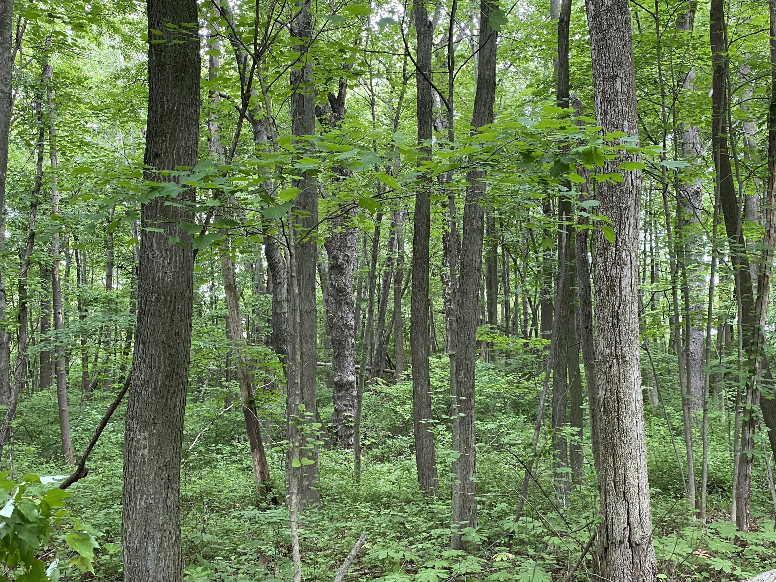 5747 Madison Coloma, MI 49038 - Photo 2 of 4 IMG-9159