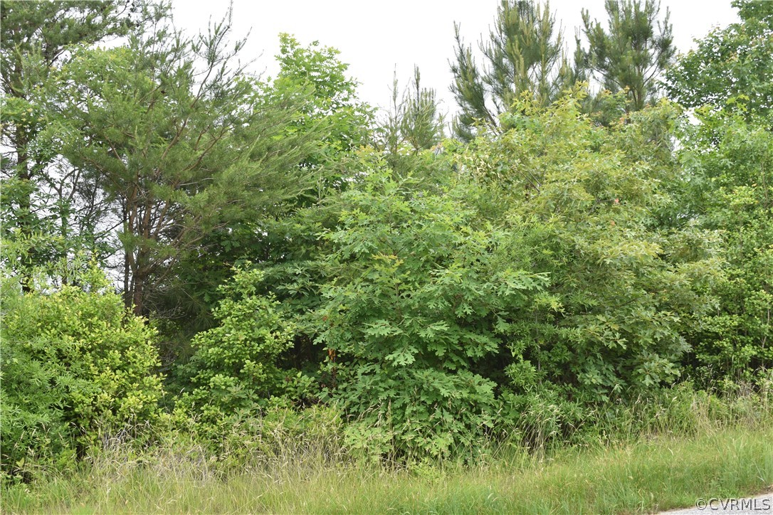 0 Southeast Lilly Pond Road Center Cross, VA 22437 - Photo 4 of 10 View of nature