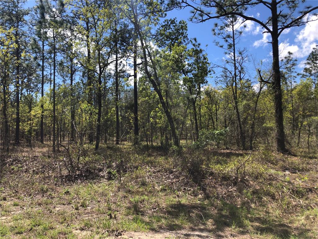 13 Southwest Commodore Road Dunnellon, FL 34431 - Photo 1 of 1 Gallery Image 1