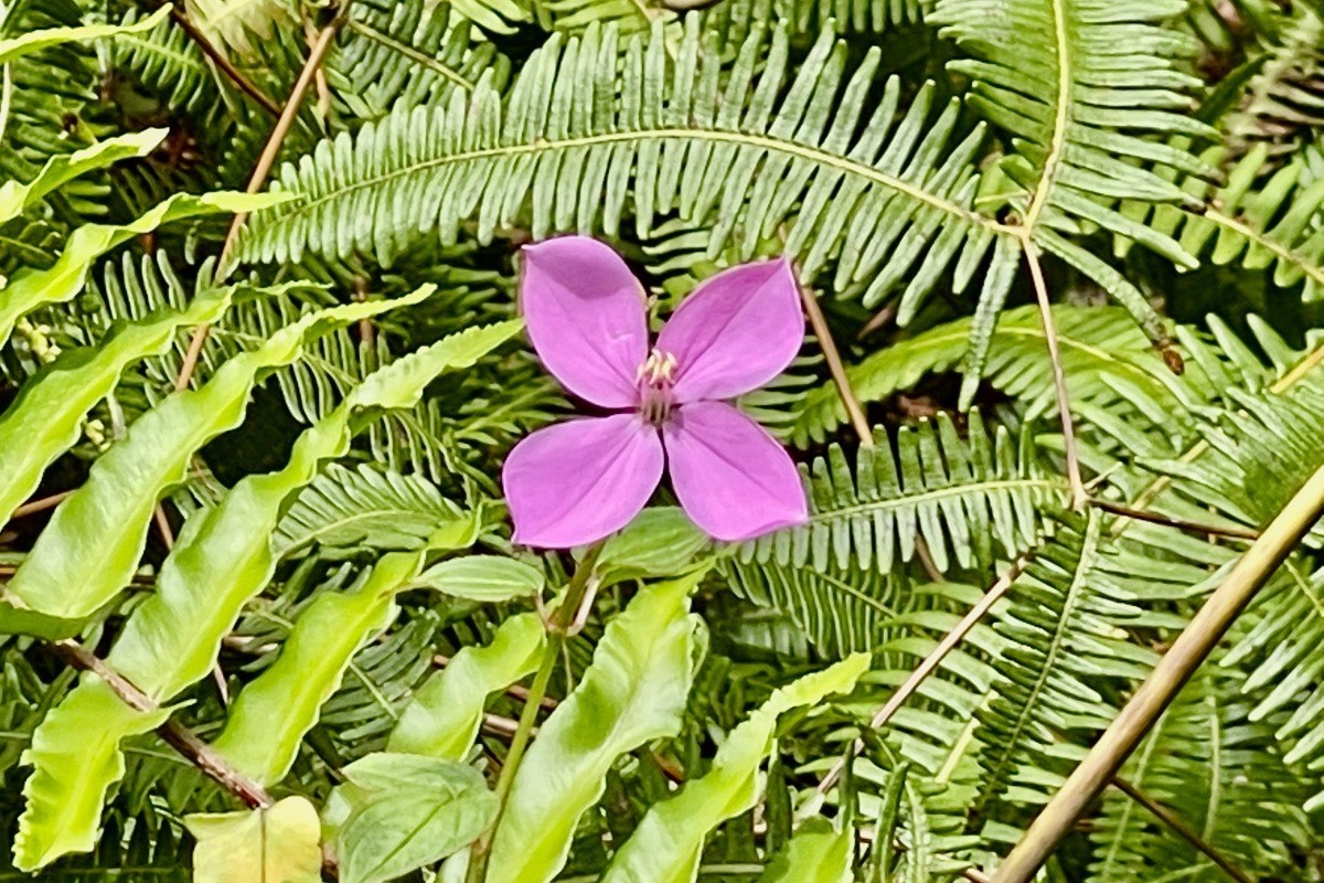 351 Forest Road Pahoa, HI 96778 - Photo 13 of 21 Gallery Image 13