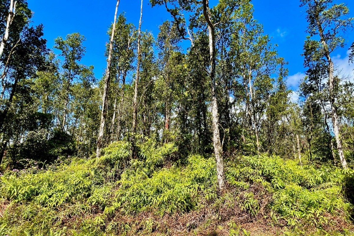 351 Forest Road Pahoa, HI 96778 - Photo 5 of 21 Gallery Image 5