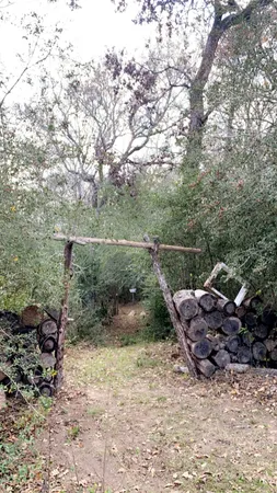 a view of a forest with trees