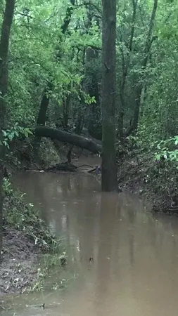 a view of flowers in a yard