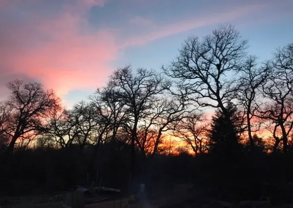 a view of a backyard