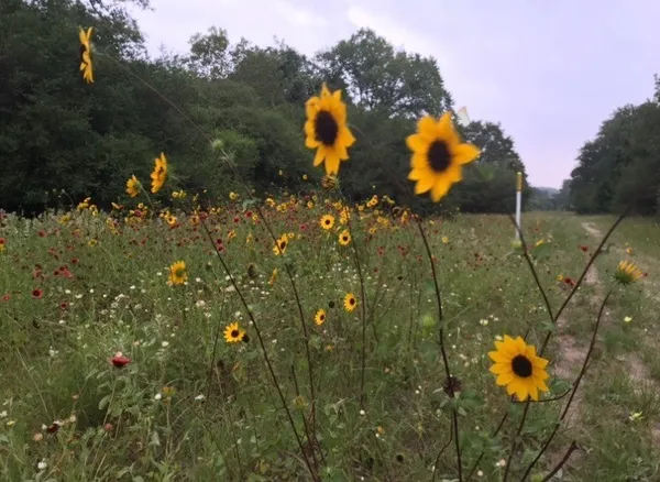 a view of a pink umbrella in a backyard