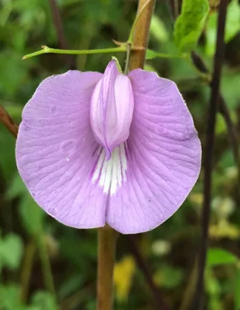 $505,000 | 1803 Doe Run Drive, Waelder, TX 78959