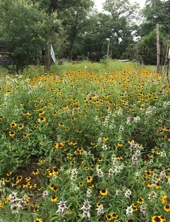 $505,000 | 1803 Doe Run Drive, Waelder, TX 78959