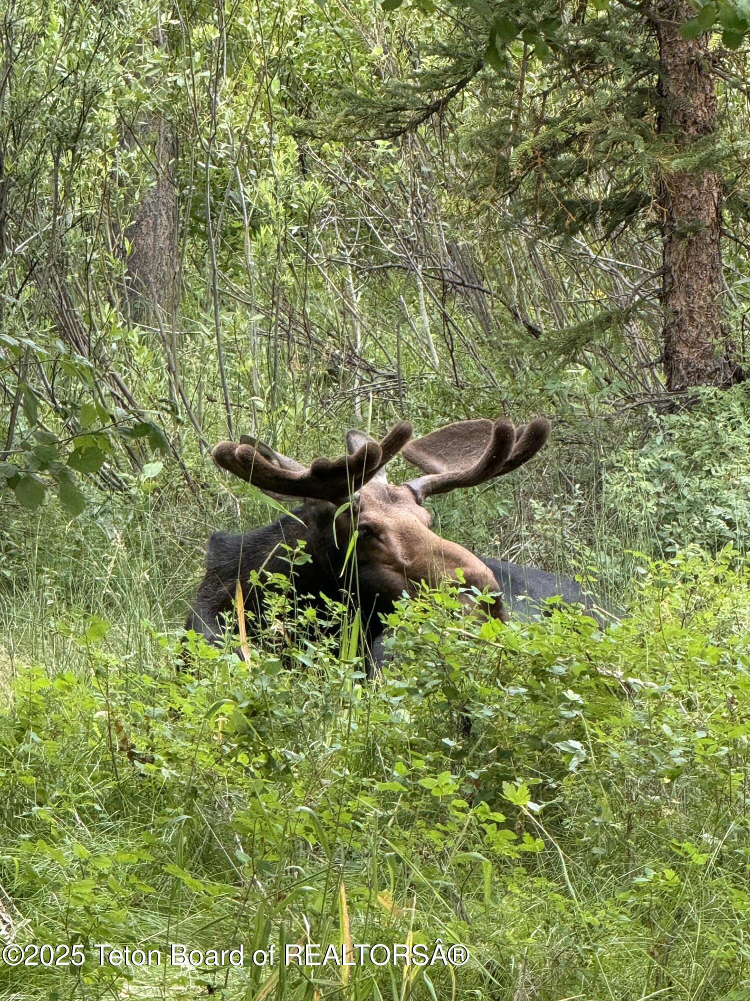 3665 Teton Drive, Unit 611 Wilson, WY 83014 - Photo 20 of 20 neighborhood