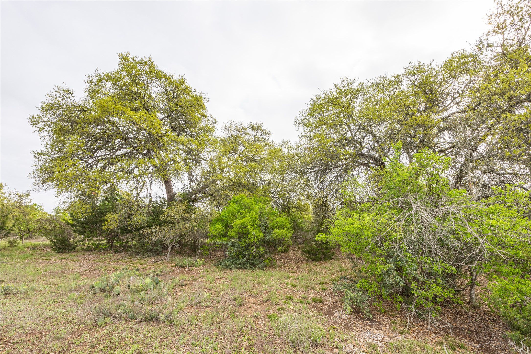 Tbd Tbd Logan's Way Blanco, TX 78606 - Photo 14 of 25 a view of a yard with trees