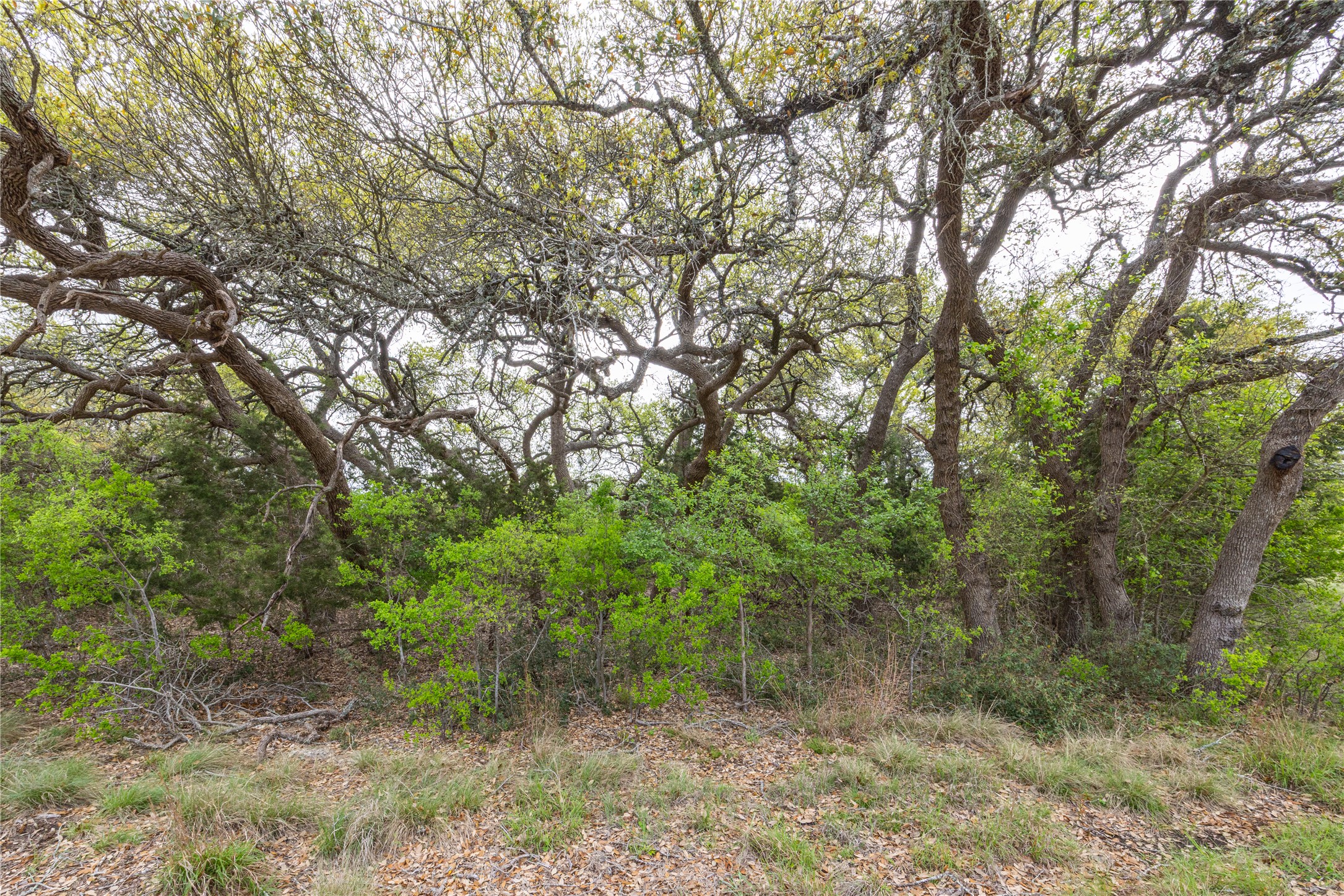 Tbd Tbd Logan's Way Blanco, TX 78606 - Photo 20 of 25 a view of a forest with trees in the background