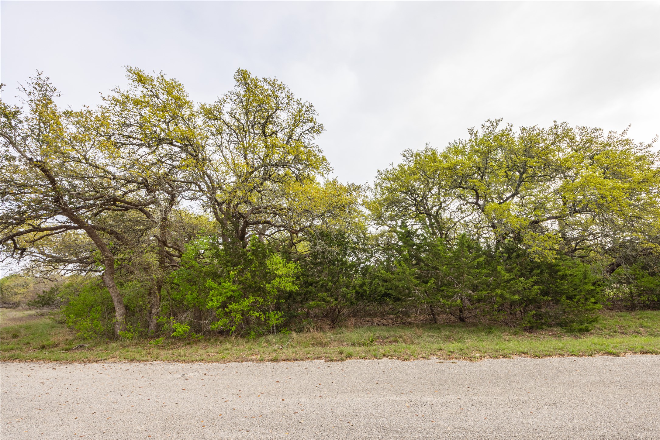 Tbd Tbd Logan's Way Blanco, TX 78606 - Photo 24 of 25 a view of backyard and tree