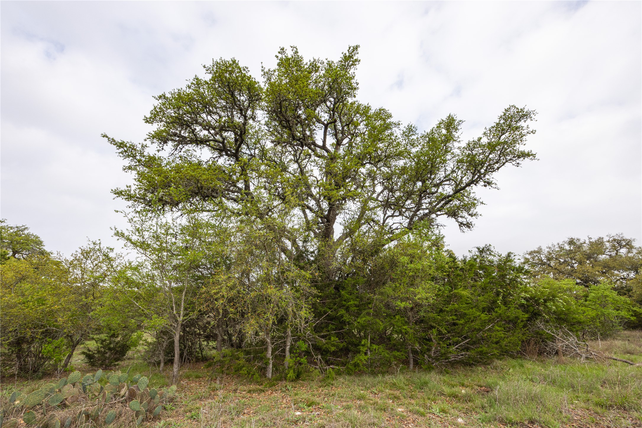 Tbd Tbd Logan's Way Blanco, TX 78606 - Photo 8 of 25 a view of a lake with trees