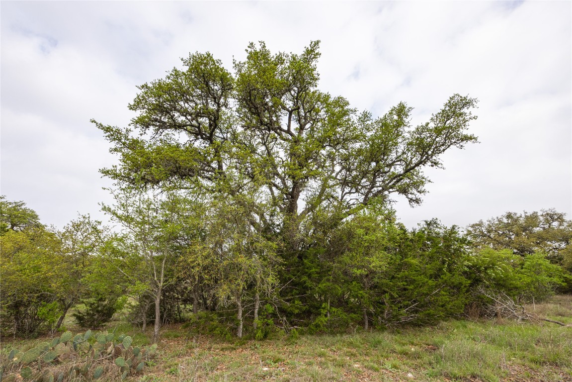 Tbd Tbd Logan's Way Blanco, TX 78606 - Photo 8 of 25
