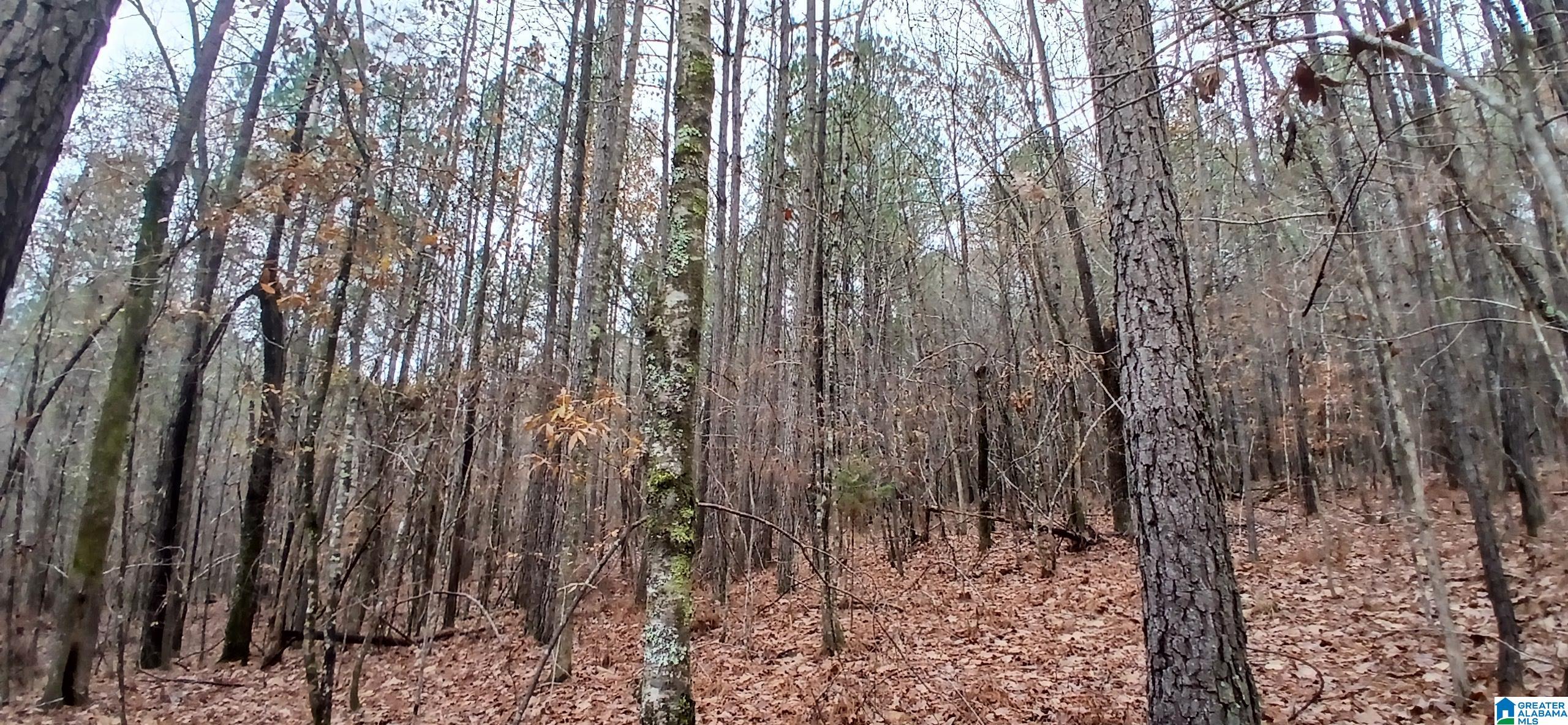 0 Venable Road Trussville, AL 35173 - Photo 5 of 15