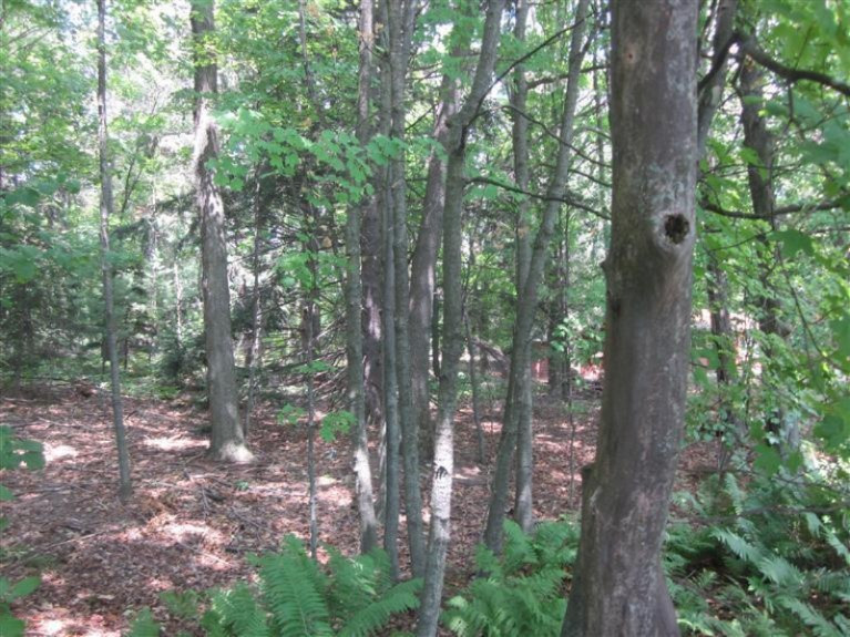 Alvindale Street, Unit PAR 2 Stanton, MI 48888 - Photo 4 of 5 Additional Photo