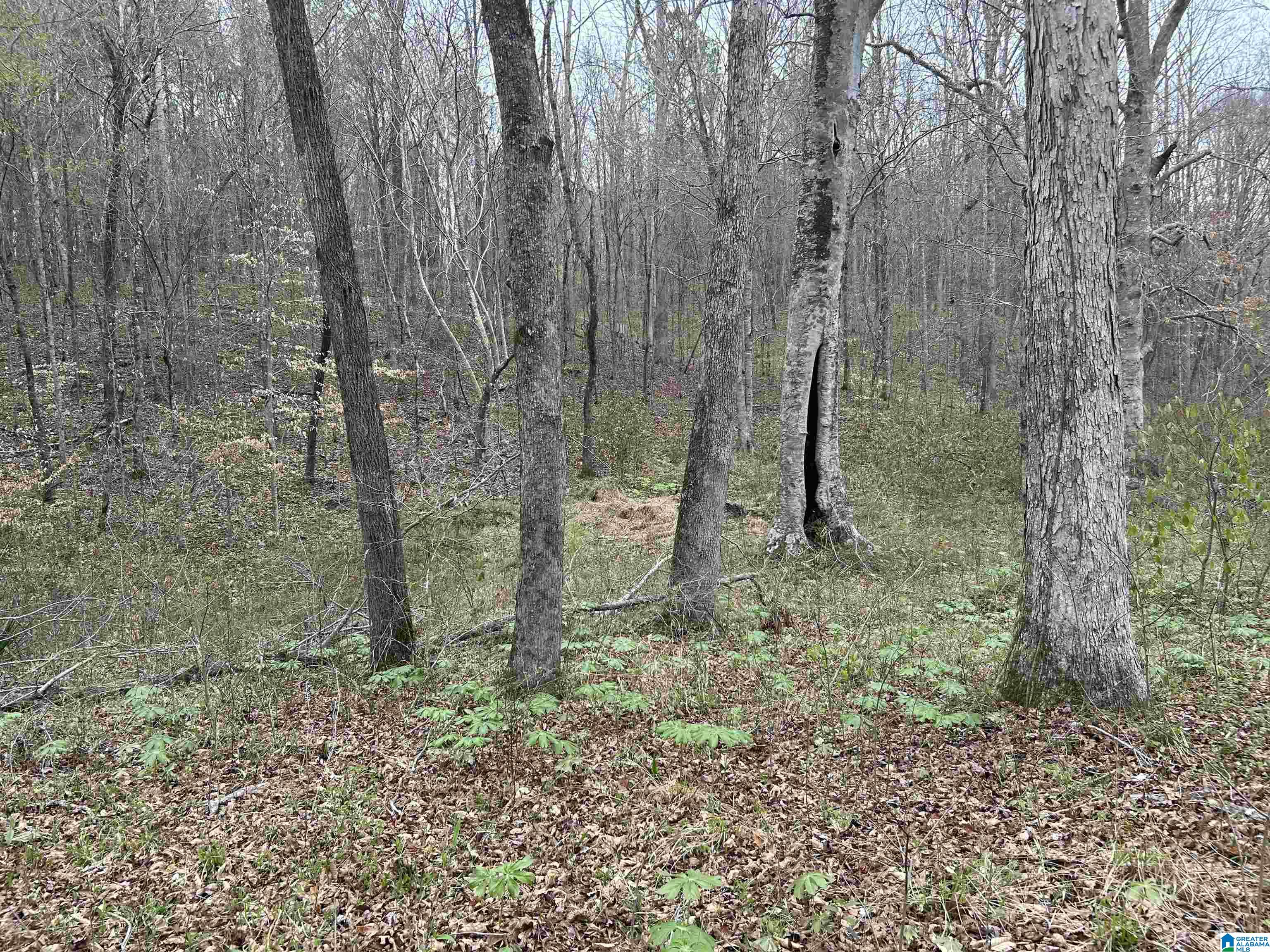 Lot 16 Turkey Bend Drive, Unit 16 Addison, AL 35540 - Photo 5 of 19