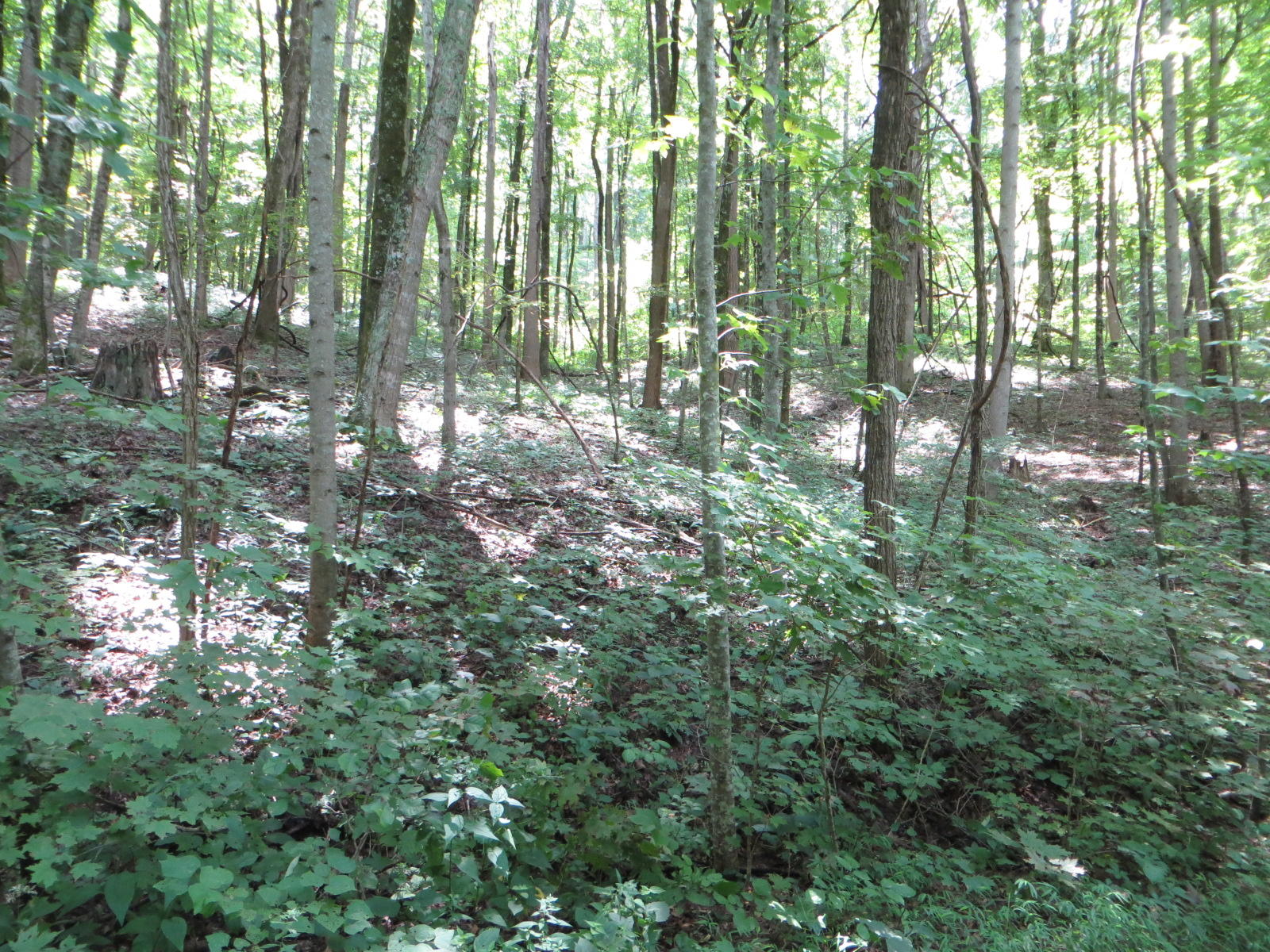 4 Cherokee Ridge Road, Unit 121 Pikeville, TN 37367 - Photo 14 of 15 IMG_0016