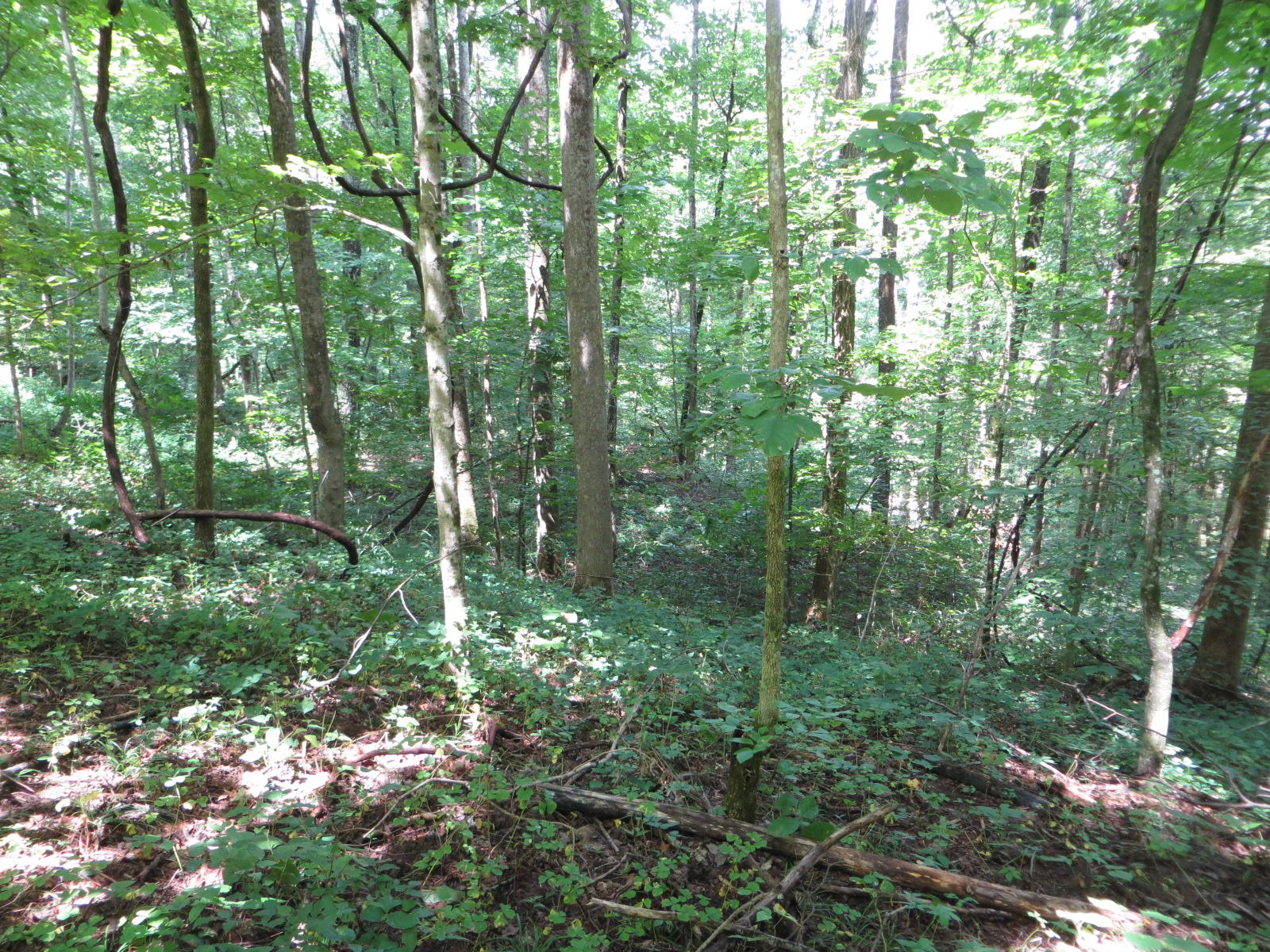 4 Cherokee Ridge Road, Unit 121 Pikeville, TN 37367 - Photo 3 of 15 IMG_0004