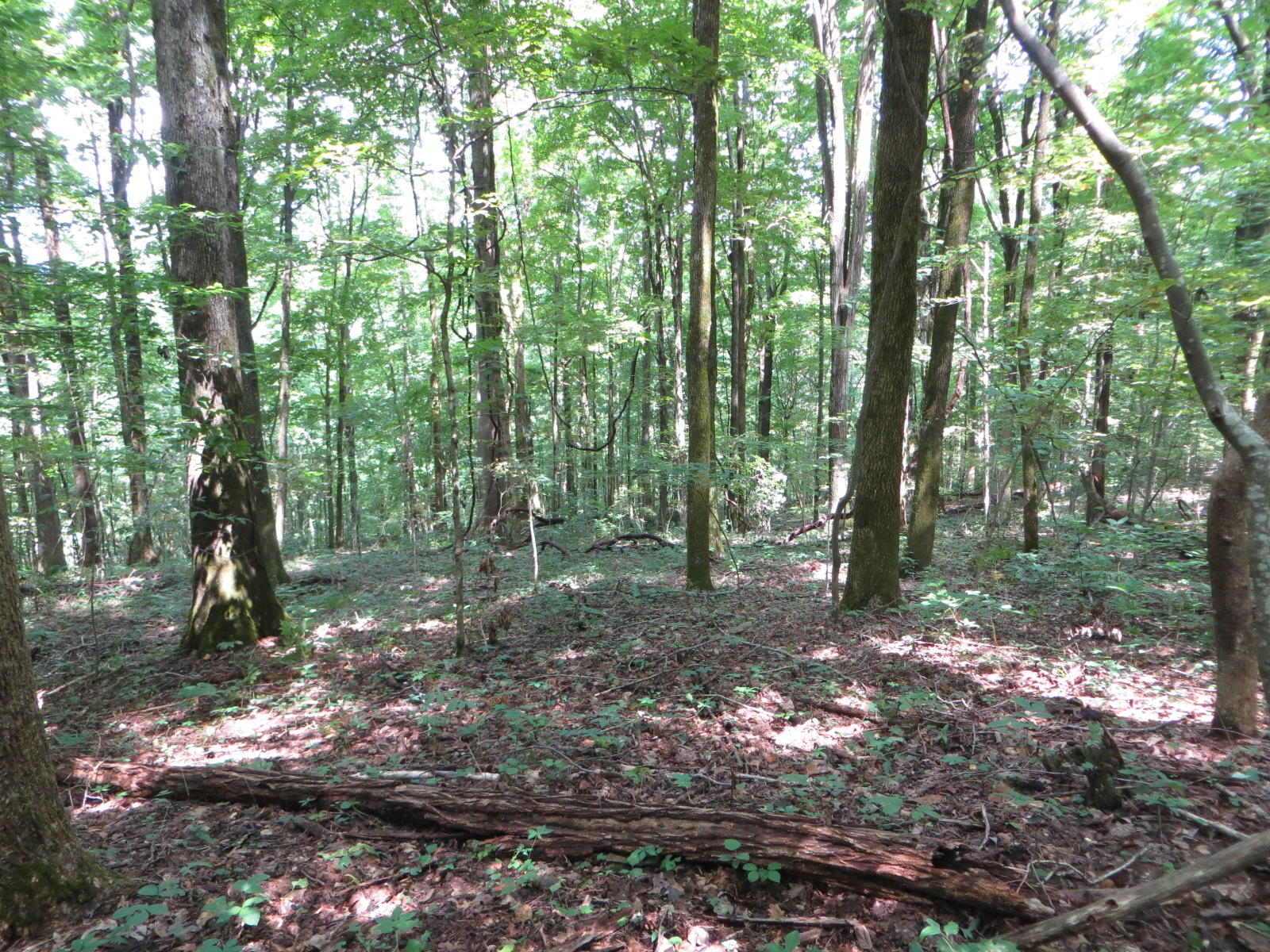 4 Cherokee Ridge Road, Unit 121 Pikeville, TN 37367 - Photo 8 of 15 IMG_0010