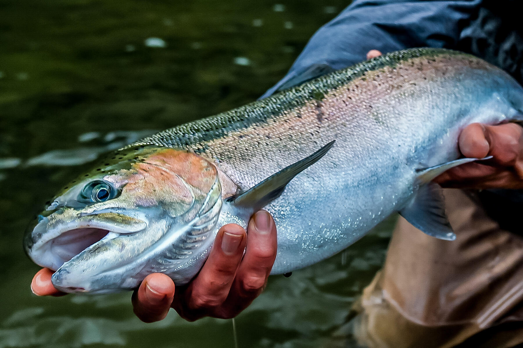 263 Deadwood Road Lewiston, CA 96052 - Photo 4 of 41 Steelhead
