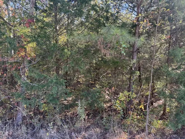 a view of a forest with a tree