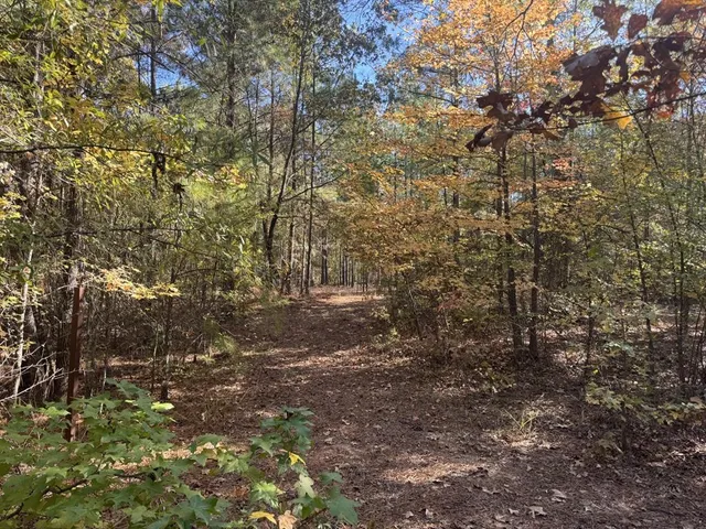 a view of a yard with plants and trees