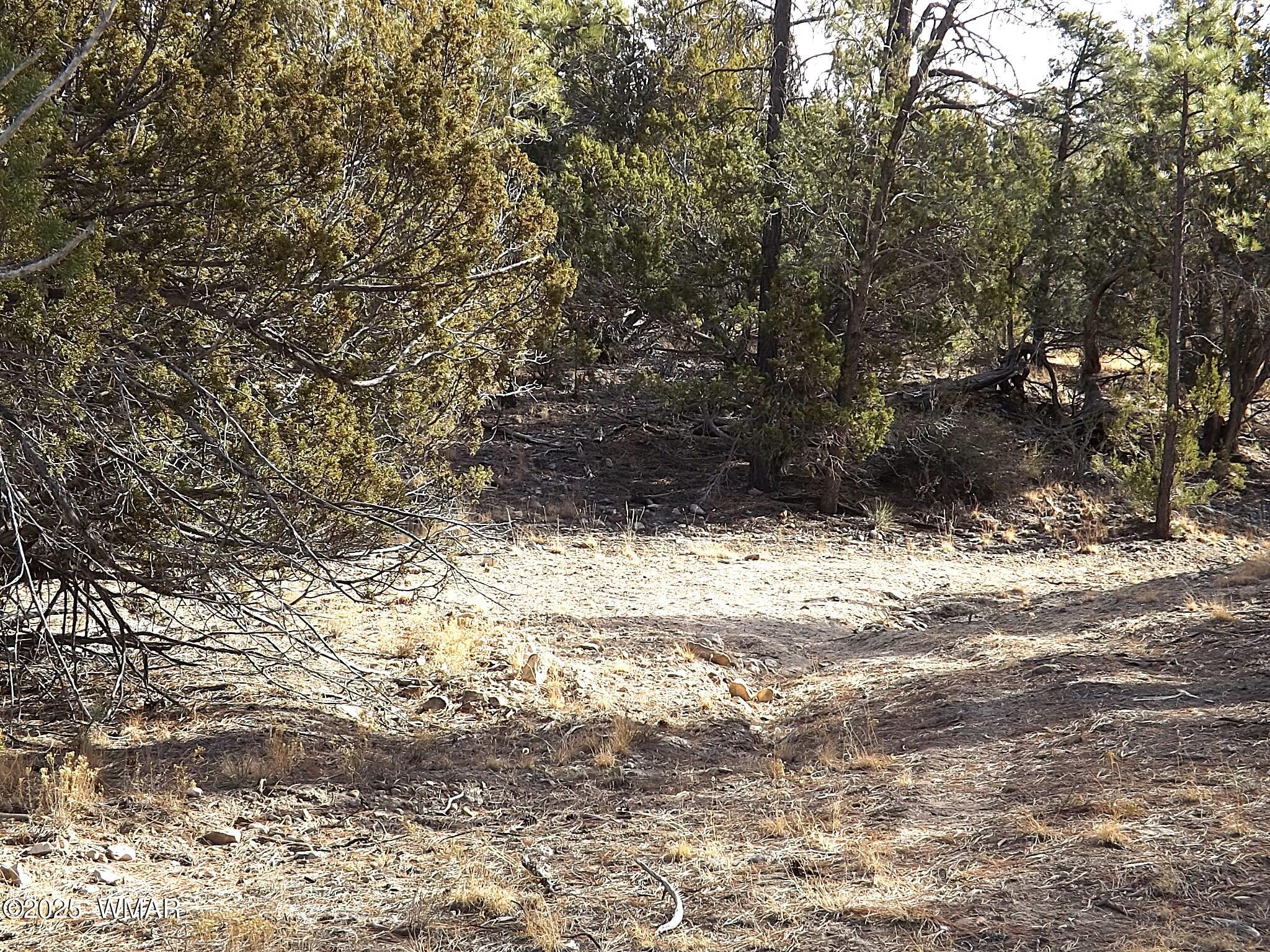 3341 Sawmill Ridge Loop Heber, AZ 85928 - Photo 2 of 8 DSCF0607