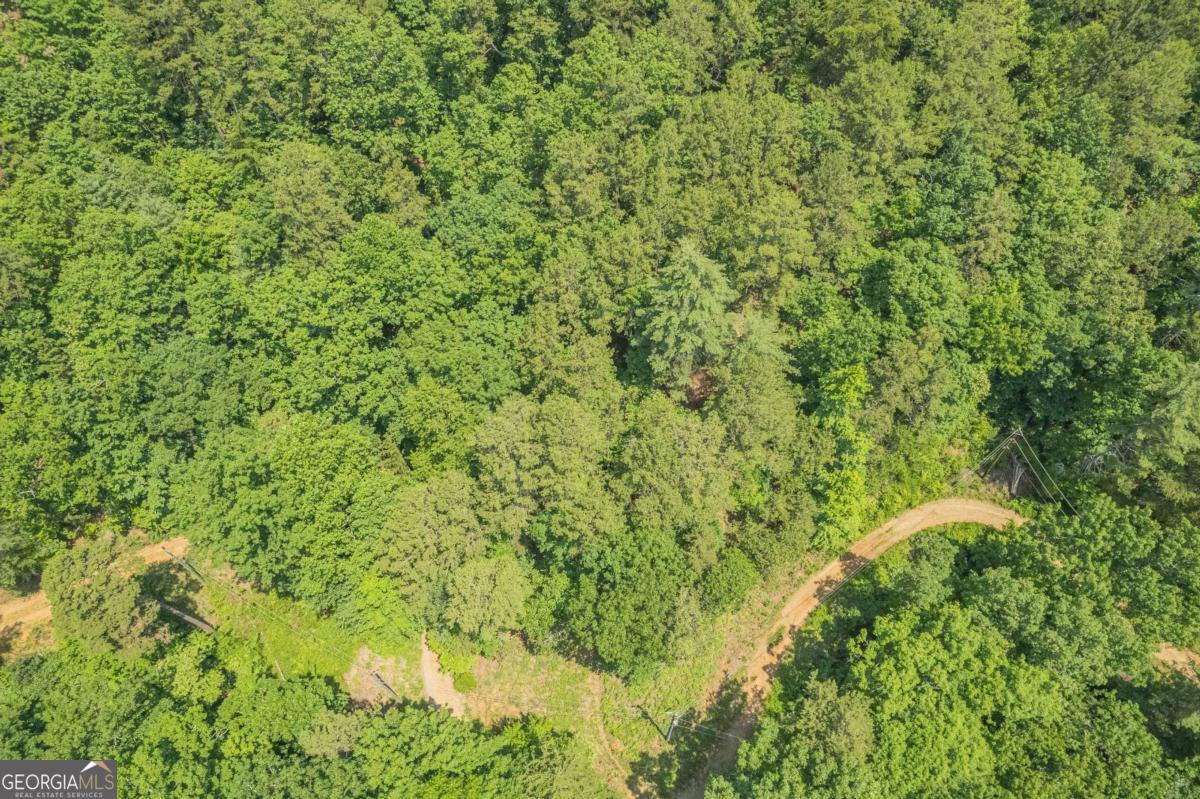 31 Yonah Lake Road Clarkesville, GA 30523 - Photo 18 of 55 a view of a lush green forest with lots of trees
