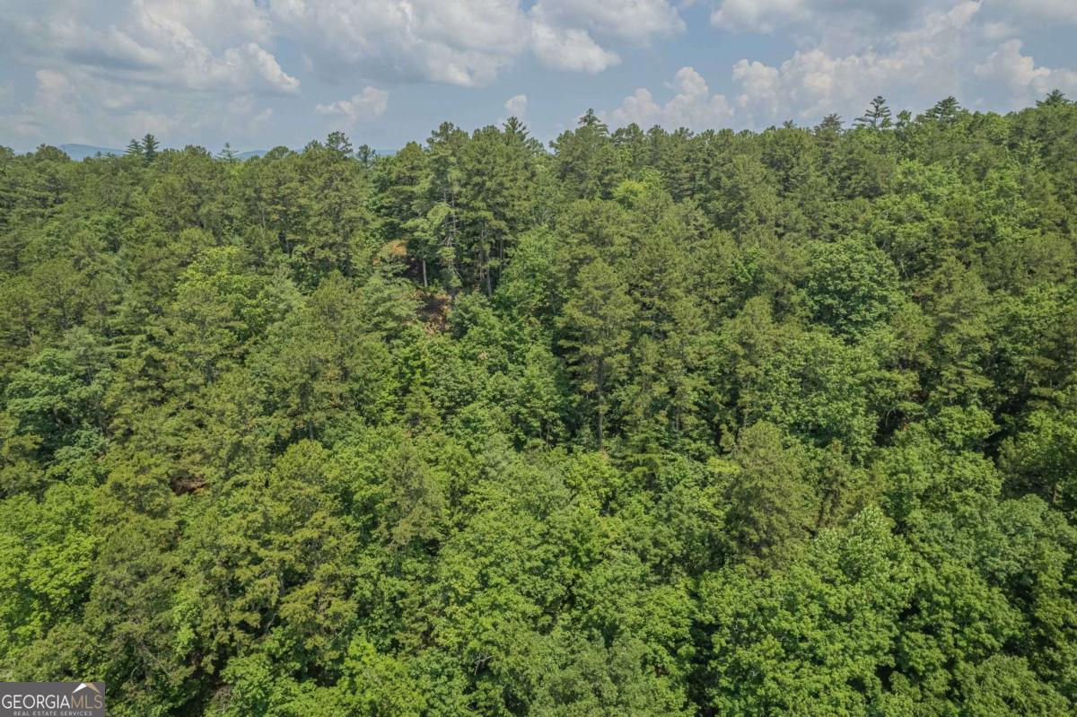 31 Yonah Lake Road Clarkesville, GA 30523 - Photo 28 of 55 a view of a bunch of trees and bushes